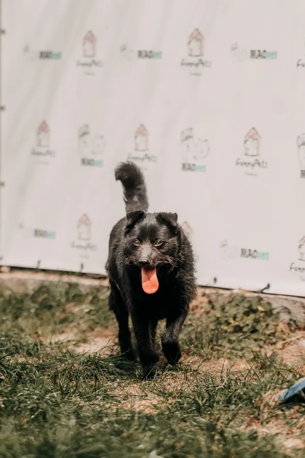 Pies do adopcji, Czartki, 22 kwietnia 2026 (5/5)