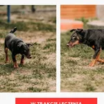 Pies do adopcji