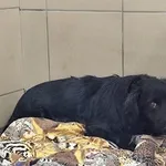 Pies do adopcji