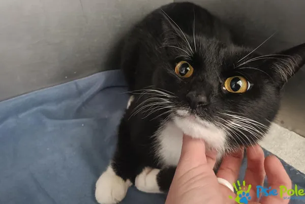 Kot do adopcji, Racławice, 20 kwietnia 2026 (2/4)