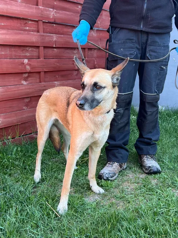 Znaleziono psa, Czartki, 27 kwietnia 2026