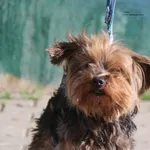 Pies do adopcji