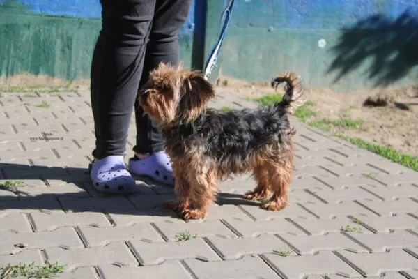 Pies do adopcji, Nowy Dwór Mazowiecki, 27 kwietnia 2026 (5/5)