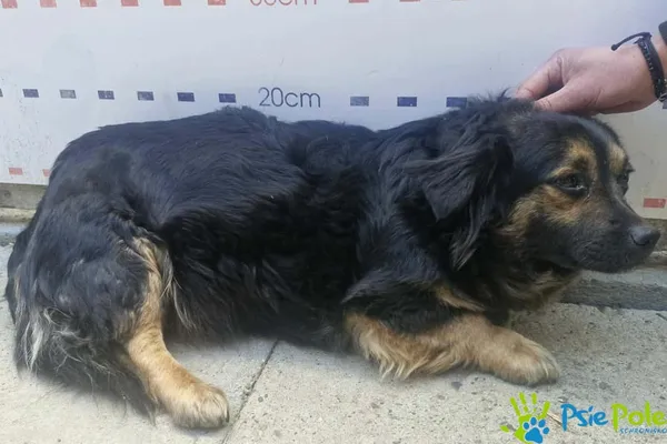 Pies do adopcji, Racławice, 22 kwietnia 2026 (1/2)