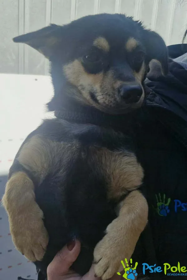 Pies do adopcji, Racławice, 22 kwietnia 2026 (1/3)