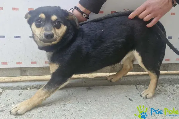 Pies do adopcji, Racławice, 22 kwietnia 2026 (3/3)