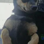 Pies do adopcji