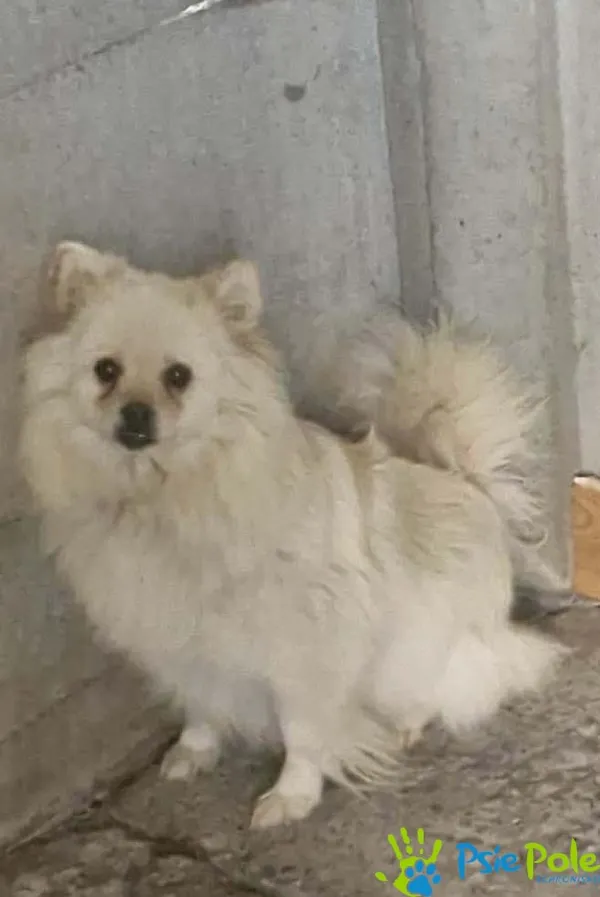 Pies do adopcji, Racławice, 22 kwietnia 2026