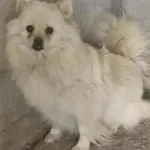 Pies do adopcji
