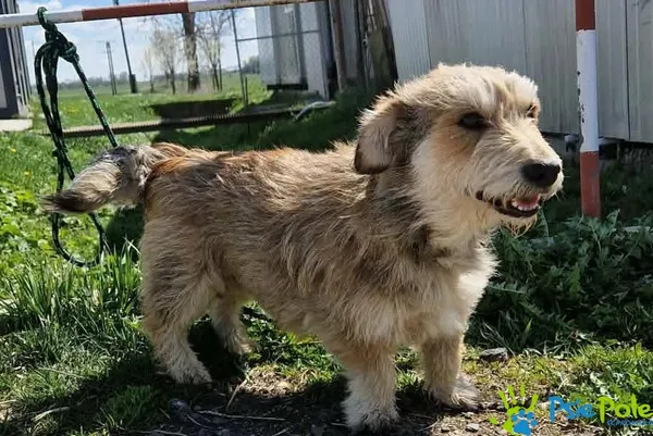 Pies do adopcji, Racławice, 23 kwietnia 2026 (1/3)