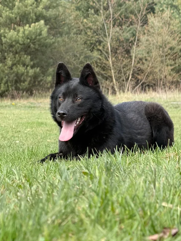 Pies do adopcji, Pieczyska, 27 kwietnia 2026 (3/5)