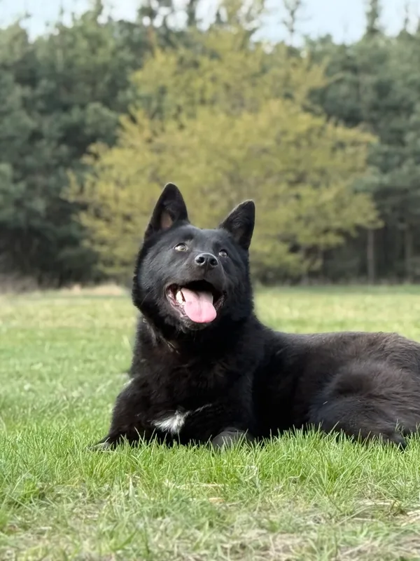 Pies do adopcji, Pieczyska, 27 kwietnia 2026 (5/5)