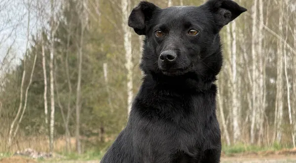 Pies do adopcji, Pieczyska, 27 kwietnia 2026 (1/5)