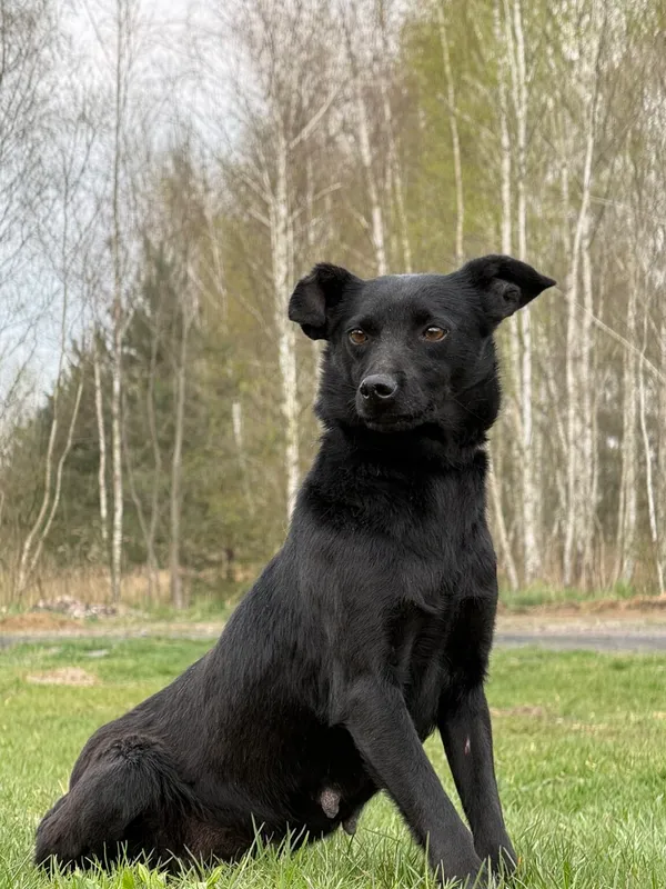 Pies do adopcji, Pieczyska, 27 kwietnia 2026 (3/5)