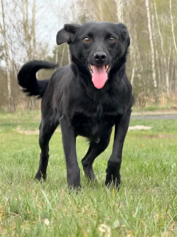 Pies do adopcji, Pieczyska, 27 kwietnia 2026 (4/5)