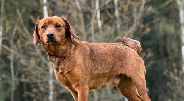 Pies do adopcji, Pieczyska, 27 kwietnia 2026 (1/5)