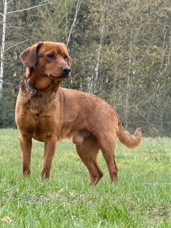 Pies do adopcji, Pieczyska, 27 kwietnia 2026 (5/5)