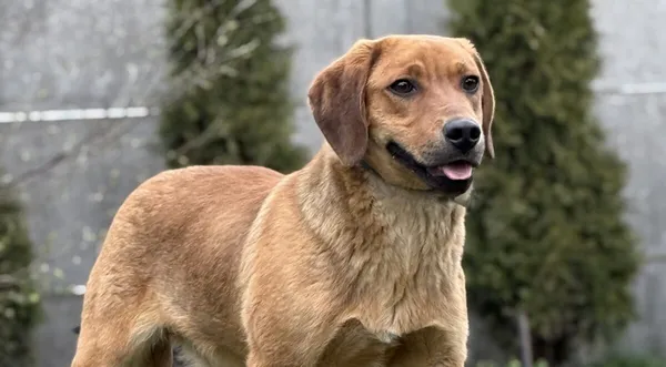 Pies do adopcji, Pieczyska, 27 kwietnia 2026 (1/5)