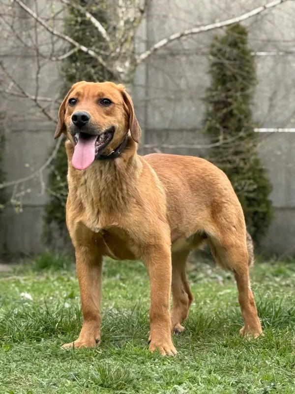 Pies do adopcji, Pieczyska, 27 kwietnia 2026 (2/5)