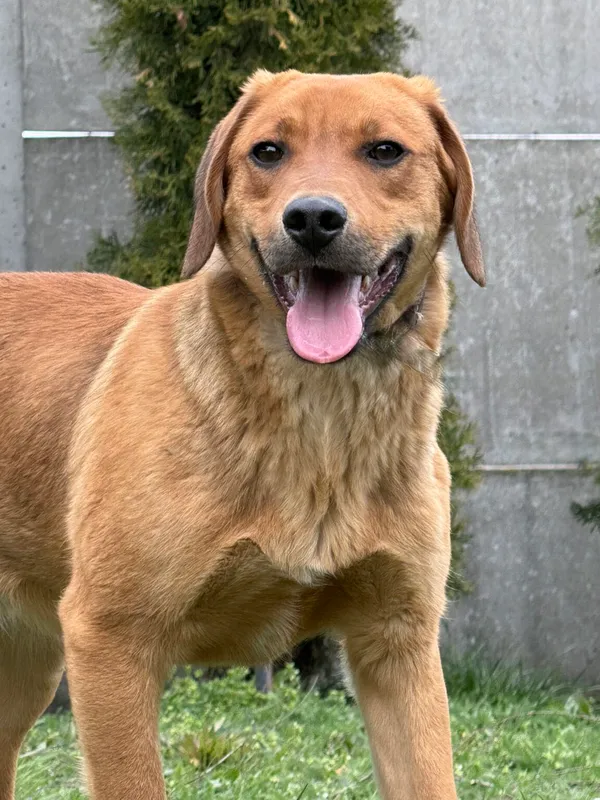 Pies do adopcji, Pieczyska, 27 kwietnia 2026 (3/5)