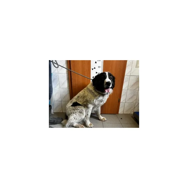 Znaleziono psa, Białystok, 27 kwietnia 2026