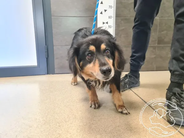 Znaleziono psa, Chełmek, 27 kwietnia 2026