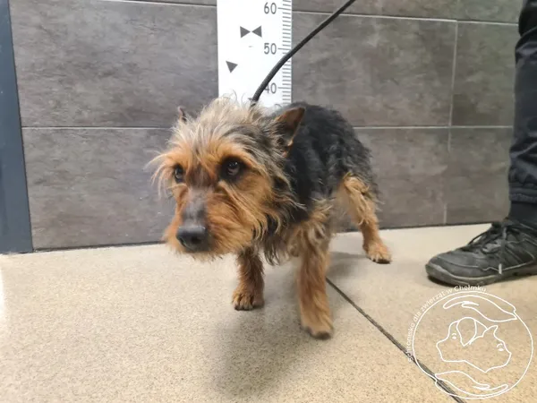 Znaleziono psa, Chełmek, 26 kwietnia 2026