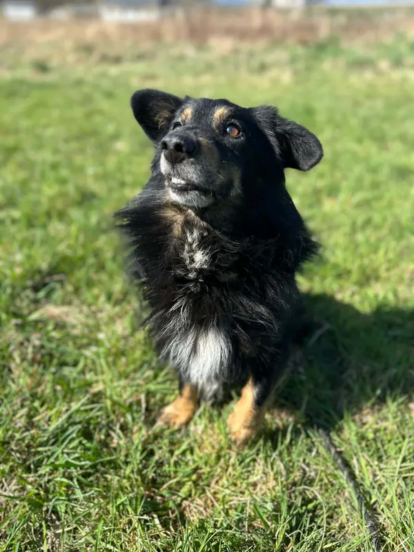 Pies do adopcji, Żywiec, 27 kwietnia 2026 (3/5)