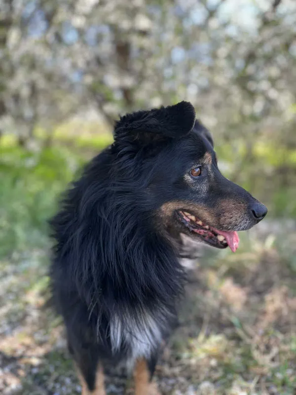 Pies do adopcji, Żywiec, 27 kwietnia 2026 (5/5)