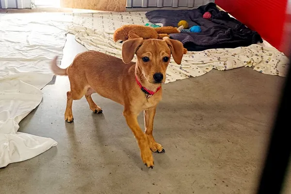 Znaleziono psa, Wałbrzych, 24 kwietnia 2026 (1/2)