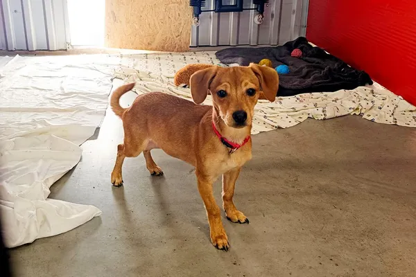 Znaleziono psa, Wałbrzych, 24 kwietnia 2026 (2/2)