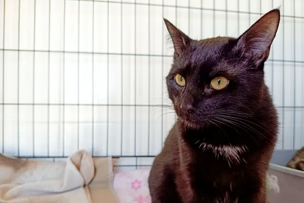 Znaleziono kota, Wałbrzych, 27 kwietnia 2026