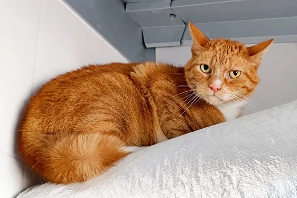 Znaleziono kota, Wałbrzych, 22 kwietnia 2026 (1/2)