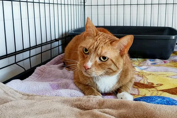 Znaleziono kota, Wałbrzych, 22 kwietnia 2026 (2/2)