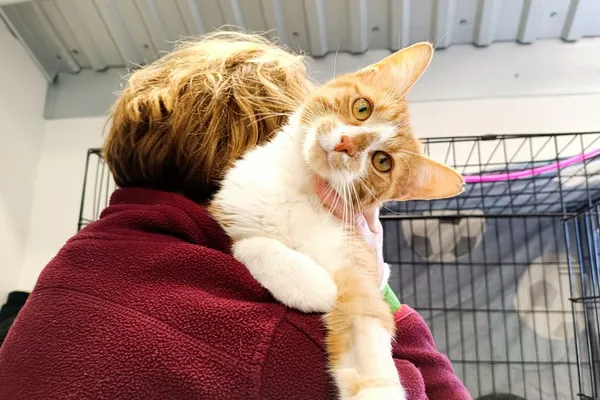 Znaleziono kota, Wałbrzych, 22 kwietnia 2026 (1/2)