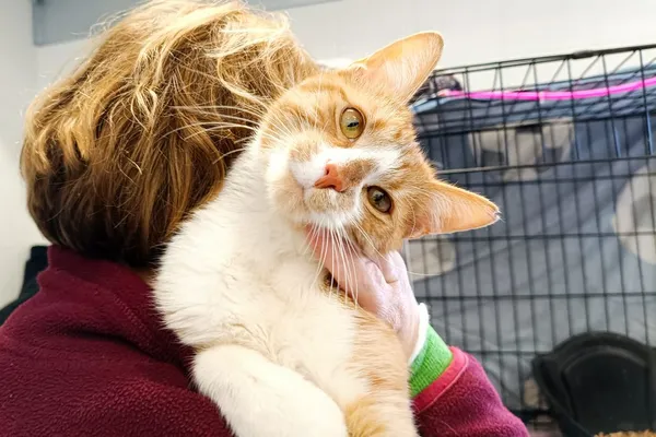 Znaleziono kota, Wałbrzych, 22 kwietnia 2026 (2/2)