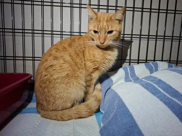 Znaleziono kota, Bydgoszcz, 26 kwietnia 2026