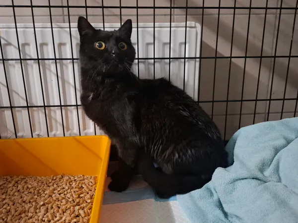 Znaleziono kota, Bydgoszcz, 25 kwietnia 2026