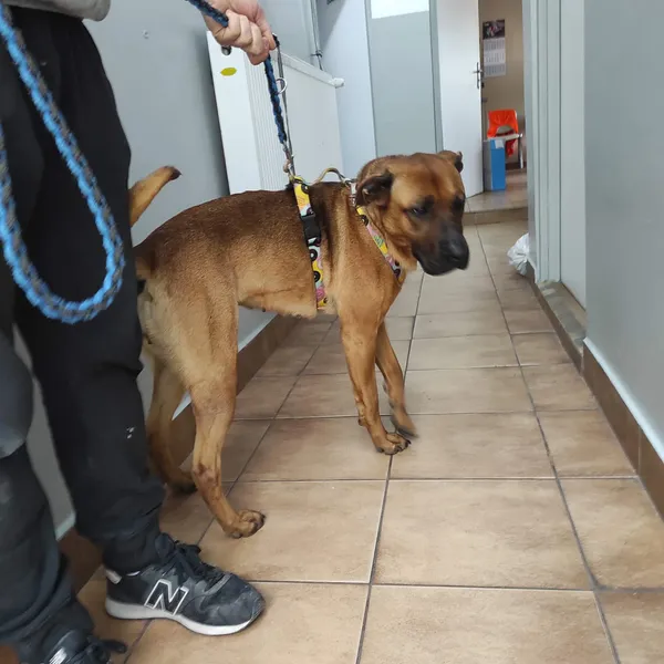 Znaleziono psa, Sosnowiec, 26 kwietnia 2026