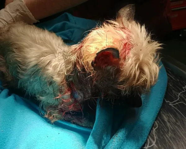 Znaleziono psa, Sosnowiec, 24 kwietnia 2026