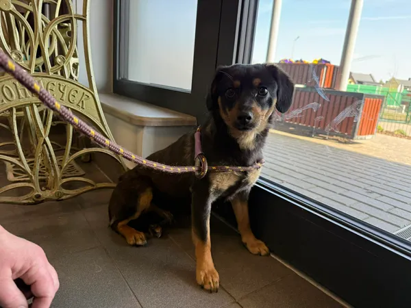 Znaleziono psa, Bydgoszcz, 25 kwietnia 2026