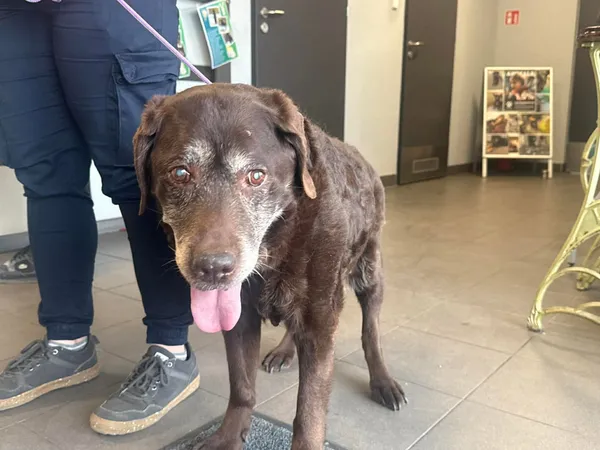 Znaleziono psa, Bydgoszcz, 24 kwietnia 2026