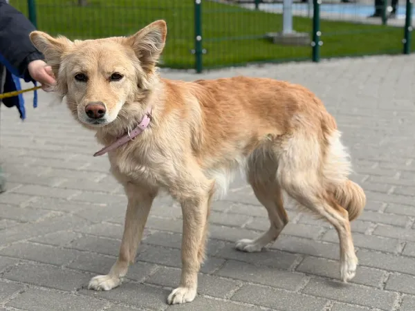 Znaleziono psa, Bydgoszcz, 23 kwietnia 2026