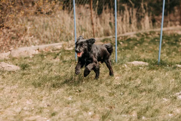 Pies do adopcji, Czartki, 22 kwietnia 2026 (1/5)