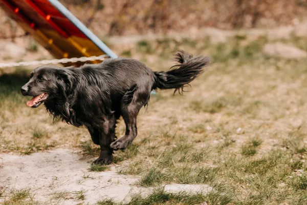 Pies do adopcji, Czartki, 22 kwietnia 2026 (2/5)