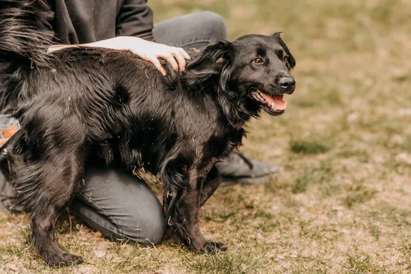 Pies do adopcji, Czartki, 22 kwietnia 2026 (3/5)