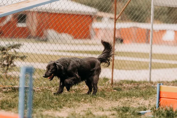 Pies do adopcji, Czartki, 22 kwietnia 2026 (5/5)