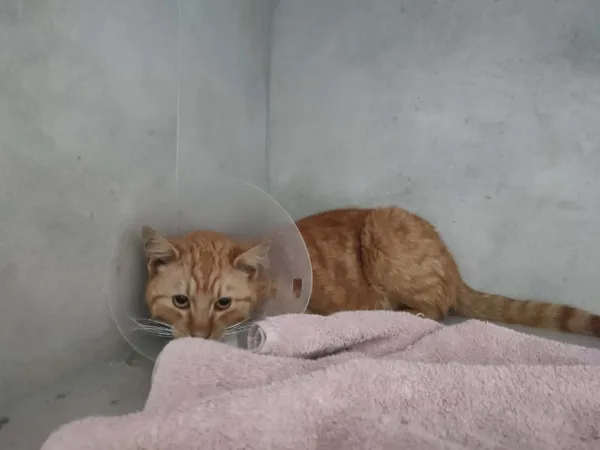 Znaleziono kota, Sosnowiec, 24 kwietnia 2026