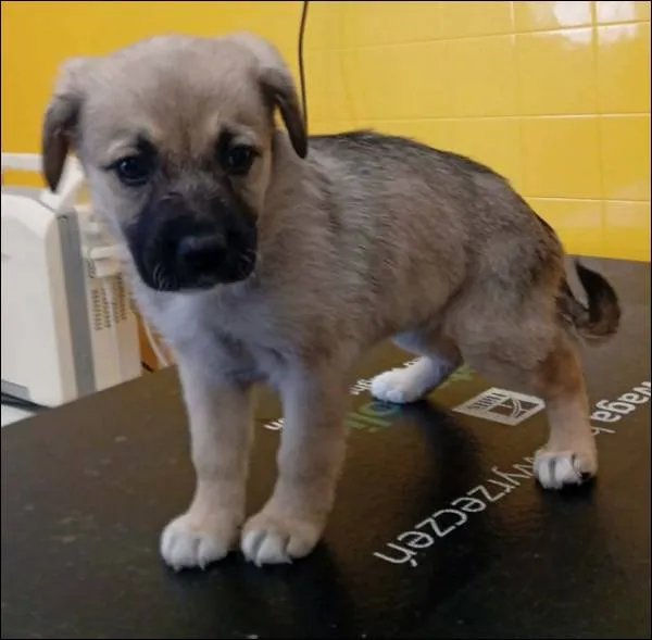 Znaleziono psa, Grudziądz, 27 kwietnia 2026