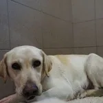 Pies do adopcji